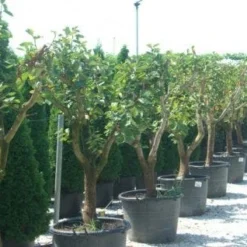 Kaki (Diospyros Kaki) -Aanbiedingen Tuin Ziel Winkel 20101213150225 8