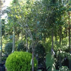 Kaki (Diospyros Kaki) -Aanbiedingen Tuin Ziel Winkel 20101213150233 8