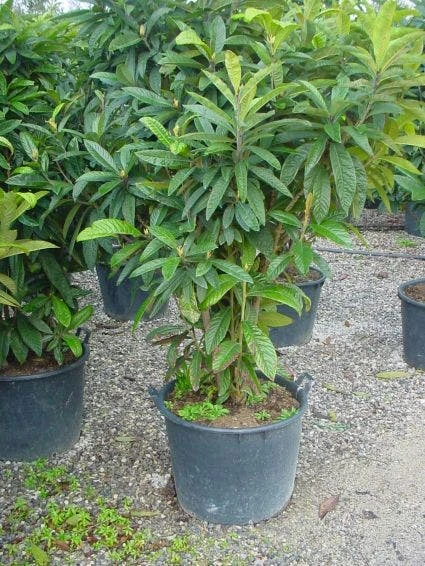 Japanse Mispel (Eriobotrya Japonica) 2 Japanse Mispel (Eriobotrya Japonica) - Afbeelding 2