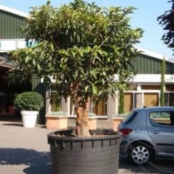 Japanse Mispel (Eriobotrya Japonica) 8 Japanse Mispel (Eriobotrya Japonica) -Aanbiedingen Tuin Ziel Winkel 20101213154517 7