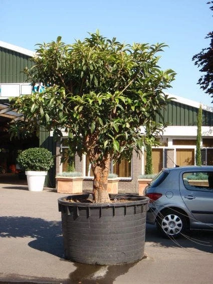 Japanse Mispel (Eriobotrya Japonica) 4 Japanse Mispel (Eriobotrya Japonica) - Afbeelding 4