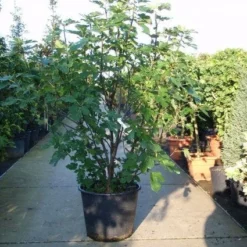 Vijg (Ficus Carica) 10 Vijg (Ficus Carica) -Aanbiedingen Tuin Ziel Winkel 20101215105457 10