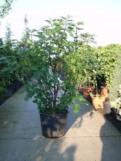 Vijg (Ficus Carica) 4 Vijg (Ficus Carica) - Afbeelding 4