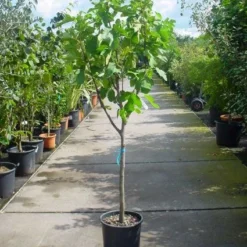 Vijg Op Stam (Ficus Carica) -Aanbiedingen Tuin Ziel Winkel 20101215110043 8