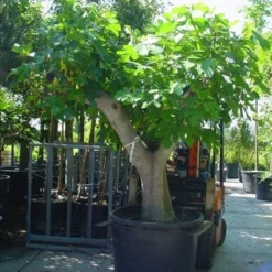 Vijg Als Solitair (Ficus Carica) -Aanbiedingen Tuin Ziel Winkel 20101215111635 7