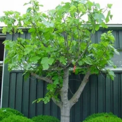 Vijg Als Solitair (Ficus Carica) -Aanbiedingen Tuin Ziel Winkel 20101215111658 7