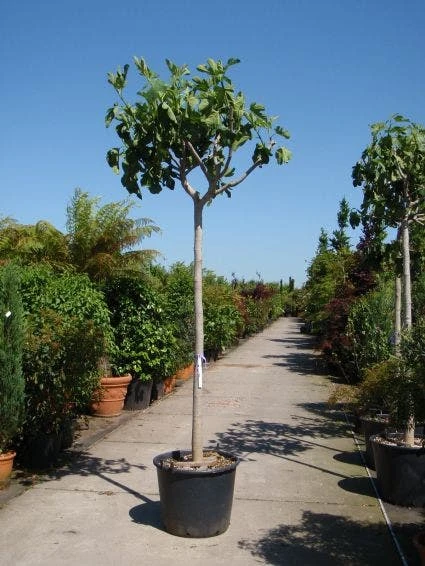 Vijgenboom (Ficus Carica) 3 Vijgenboom (Ficus Carica) - Afbeelding 3