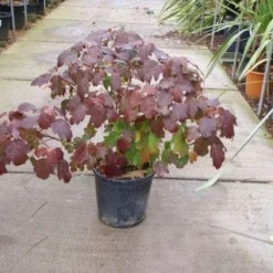 Eikenbladhortensia (Hydrangea Quercifolia) -Aanbiedingen Tuin Ziel Winkel 20101215152513 6
