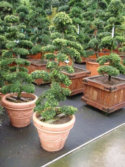 Japanse Hulst Als Bonsai (Ilex Crenata) 1 Japanse Hulst Als Bonsai (Ilex Crenata)