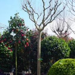 Roze Lagerstroemia Als Boom (Lagerstroemia Indica) -Aanbiedingen Tuin Ziel Winkel 20101216134719 9