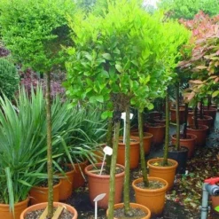 Liguster Op Stam (Ligustrum Japonicum 'Texanum') 9 Liguster Op Stam (Ligustrum Japonicum 'Texanum') -Aanbiedingen Tuin Ziel Winkel 20101216165907 2