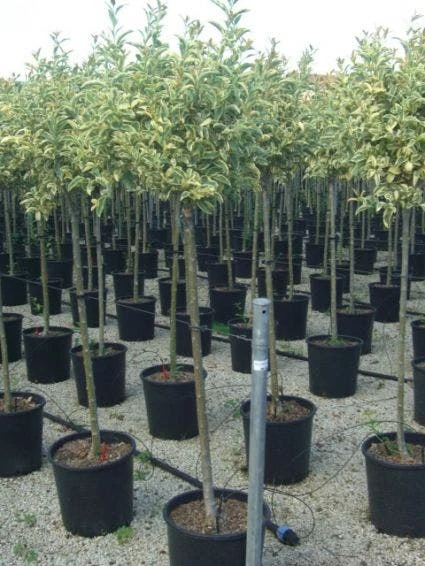 Liguster Op Stam (Ligustrum 'Excelsum Superbum') 1 Liguster Op Stam (Ligustrum 'Excelsum Superbum')