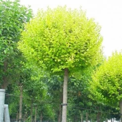 Liguster Als Boom (Ligustrum Ovalifolium 'Aureum')