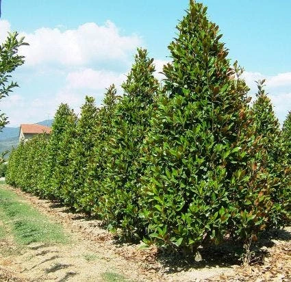 Magnolia (Magnolia Grandiflora 'Gallissoniere') 5 Magnolia (Magnolia Grandiflora 'Gallissoniere') - Afbeelding 5