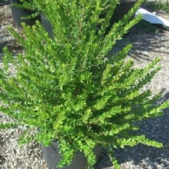 Dwergmirte (Myrtus Communis 'Tarentina') -Aanbiedingen Tuin Ziel Winkel 20101217172218 2