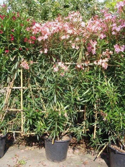 Oleander Als Leivorm (Nerium Oleander) 2 Oleander Als Leivorm (Nerium Oleander) - Afbeelding 2