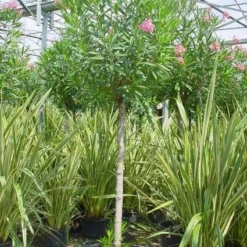 Oleander Als Boom (Nerium Oleander) -Aanbiedingen Tuin Ziel Winkel 20101220114122 5 1