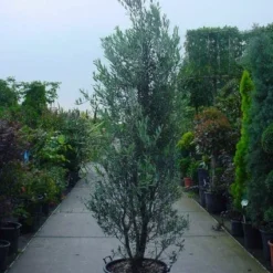 Olijf Als Struik (Olea Europaea) 16 Olijf Als Struik (Olea Europaea) -Aanbiedingen Tuin Ziel Winkel 20101220120639 9