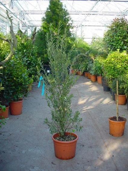 Olijf Als Struik (Olea Europaea) 2 Olijf Als Struik (Olea Europaea) - Afbeelding 2