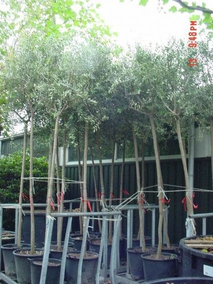 Olijfboom (Olea Europaea ) 1 Olijfboom (Olea Europaea )