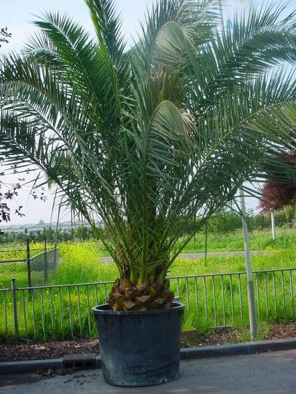 Canarische Dadelpalm (Phoenix Canariensis) 1 Canarische Dadelpalm (Phoenix Canariensis)