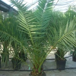 Canarische Dadelpalm (Phoenix Canariensis) 14 Canarische Dadelpalm (Phoenix Canariensis) -Aanbiedingen Tuin Ziel Winkel 20101220144503 10