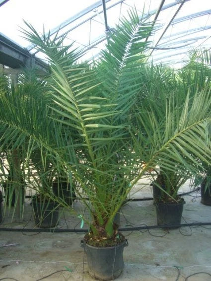 Canarische Dadelpalm (Phoenix Canariensis) 3 Canarische Dadelpalm (Phoenix Canariensis) - Afbeelding 3