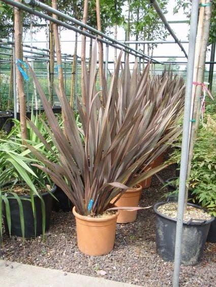 Nieuw Zeelands Vlas (Phormium Tenax 'Purpureum') 1 Nieuw Zeelands Vlas (Phormium Tenax 'Purpureum')