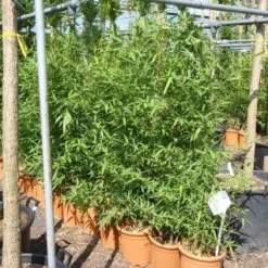 Bamboe (Phyllostachys Aurea) 25 Bamboe (Phyllostachys Aurea) -Aanbiedingen Tuin Ziel Winkel 20101220162232 13