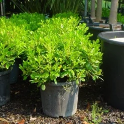 Australische Laurier (Pittosporum Tobira 'Nanum') -Aanbiedingen Tuin Ziel Winkel 20101221141255 8