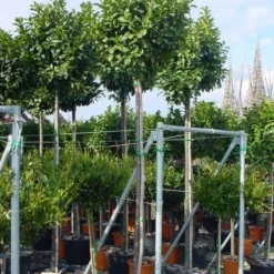 Laurier Als Boom (Prunus Laurocerasus 'Etna')