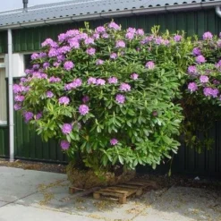 Rhododendron (Rhododendron Catawbiense 'Grandiflorum') 16 Rhododendron (Rhododendron Catawbiense 'Grandiflorum') -Aanbiedingen Tuin Ziel Winkel 20101227172716 13