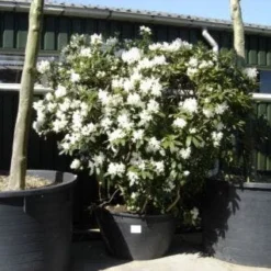 Rhododendron (Rhododendron 'Cunningham White') -Aanbiedingen Tuin Ziel Winkel 20101227172754 8