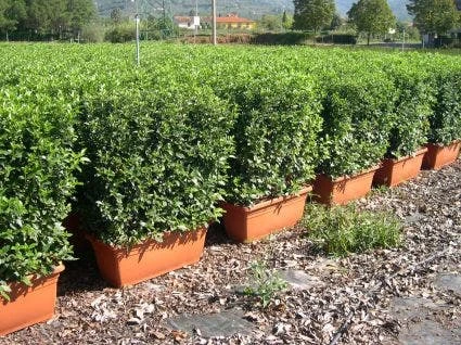 Sneeuwbal Meeneemhaag (Viburnum Tinus 'Eve Price') 1 Sneeuwbal Meeneemhaag (Viburnum Tinus 'Eve Price')