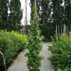 Sierkiwi (Actinidia Kolomikta) 8 Sierkiwi (Actinidia Kolomikta) -Aanbiedingen Tuin Ziel Winkel 20110215154225 2