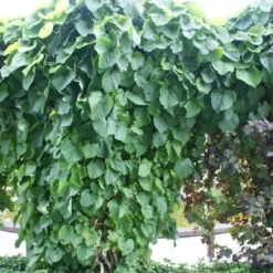 Duitse Pijp (Aristolochia Macropylla) -Aanbiedingen Tuin Ziel Winkel 20110731133730 3