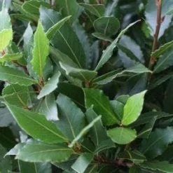 Echte Laurier Op Stam (Laurus Nobilis) -Aanbiedingen Tuin Ziel Winkel 20110822170724 4 1