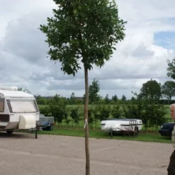 Aardbeiboom (Arbutus Unedo) 6 Aardbeiboom (Arbutus Unedo) -Aanbiedingen Tuin Ziel Winkel 20110822171531 4