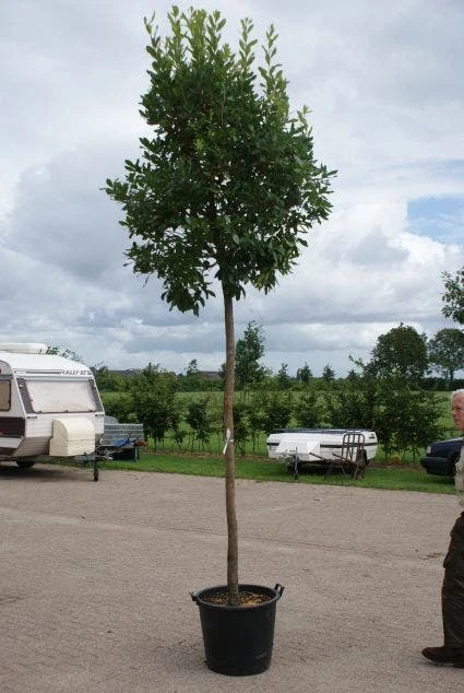 Aardbeiboom (Arbutus Unedo) 3 Aardbeiboom (Arbutus Unedo) - Afbeelding 3