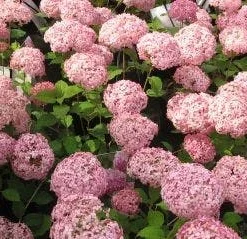 Hortensia (Hydrangea 'Pink Annabelle') -Aanbiedingen Tuin Ziel Winkel 20111219093740 1
