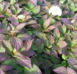 Hortensia (Hydrangea 'Preziosa') 7 Hortensia (Hydrangea 'Preziosa') -Aanbiedingen Tuin Ziel Winkel 20120110135240 2