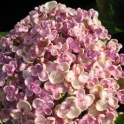 Seringhortensia (Hydrangea Macrophylla 'Ayesha') -Aanbiedingen Tuin Ziel Winkel 20120202134624 2
