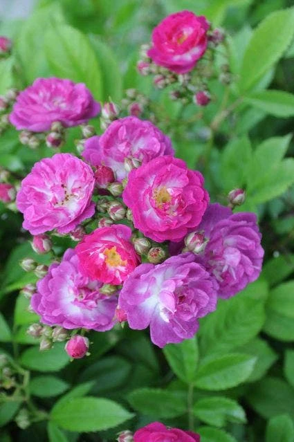 Miniklimroos (Rosa 'Perennial Blue') 2 Miniklimroos (Rosa 'Perennial Blue') - Afbeelding 2