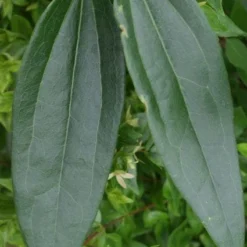 Bosrank, Groenblijvend (Clematis Armandii) 8 Bosrank, Groenblijvend (Clematis Armandii) -Aanbiedingen Tuin Ziel Winkel 20120211132337 5 1