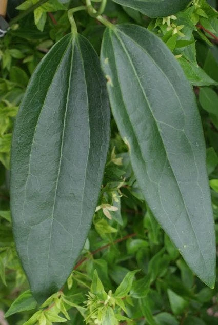 Bosrank, Groenblijvend (Clematis Armandii) 3 Bosrank, Groenblijvend (Clematis Armandii) - Afbeelding 3