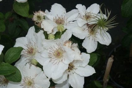 Bosrank (Clematis 'Destiny') 1 Bosrank (Clematis 'Destiny')