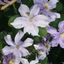 Bosrank (Clematis 'Justa') 10 Bosrank (Clematis 'Justa') -Aanbiedingen Tuin Ziel Winkel 20120211142234 1 1