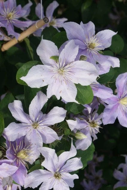Bosrank (Clematis 'Justa') 5 Bosrank (Clematis 'Justa') - Afbeelding 5