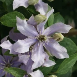 Bosrank (Clematis 'Justa') 9 Bosrank (Clematis 'Justa') -Aanbiedingen Tuin Ziel Winkel 20120211142323 1 1