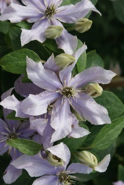 Bosrank (Clematis 'Justa') 4 Bosrank (Clematis 'Justa') - Afbeelding 4